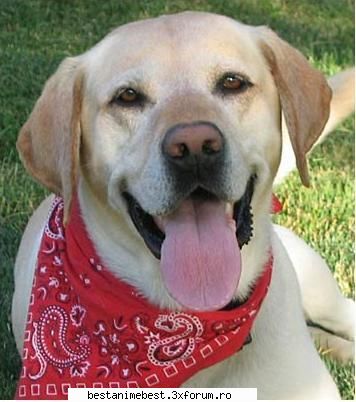 animal companie aveti roy labrador **(sau cel putin corcitura intre labrador inca ceva),dar totusi