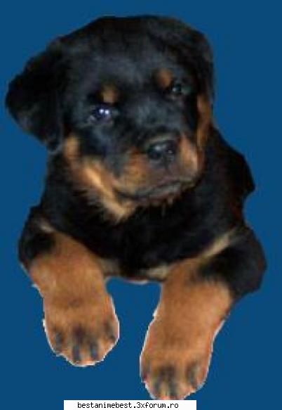 Ce animal de companie aveti ? - Eu o sa imi iau un pui de rottweiler - Cafenea