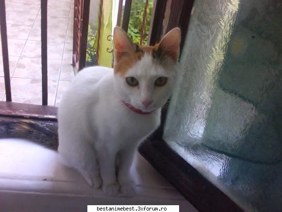 Ce animal de companie aveti ? - yo am o pisica d p strada de vre-o 3 luni - Cafenea