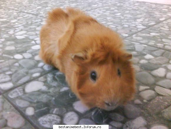 Ce animal de companie aveti ? - yo am un porcusor de guinea .i baiat ji-l cheama - Cafenea