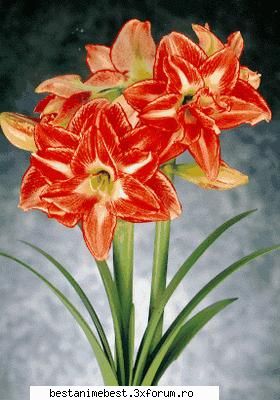 Ce floare te reprezinta? - Amaryllis O floare ce semnifica dramatism. Uneori - Teste Si Teme