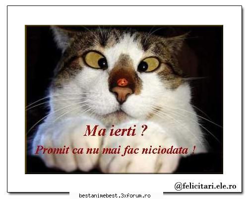 Diplome pentru acctivitate - Yondaime - Diplome