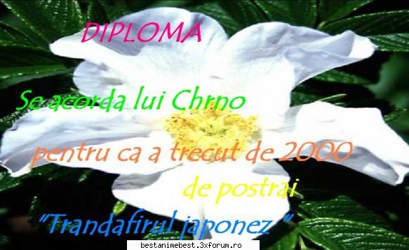 Diplome pentru acctivitate - pentru nr.de postari al lui Chrno - Diplome